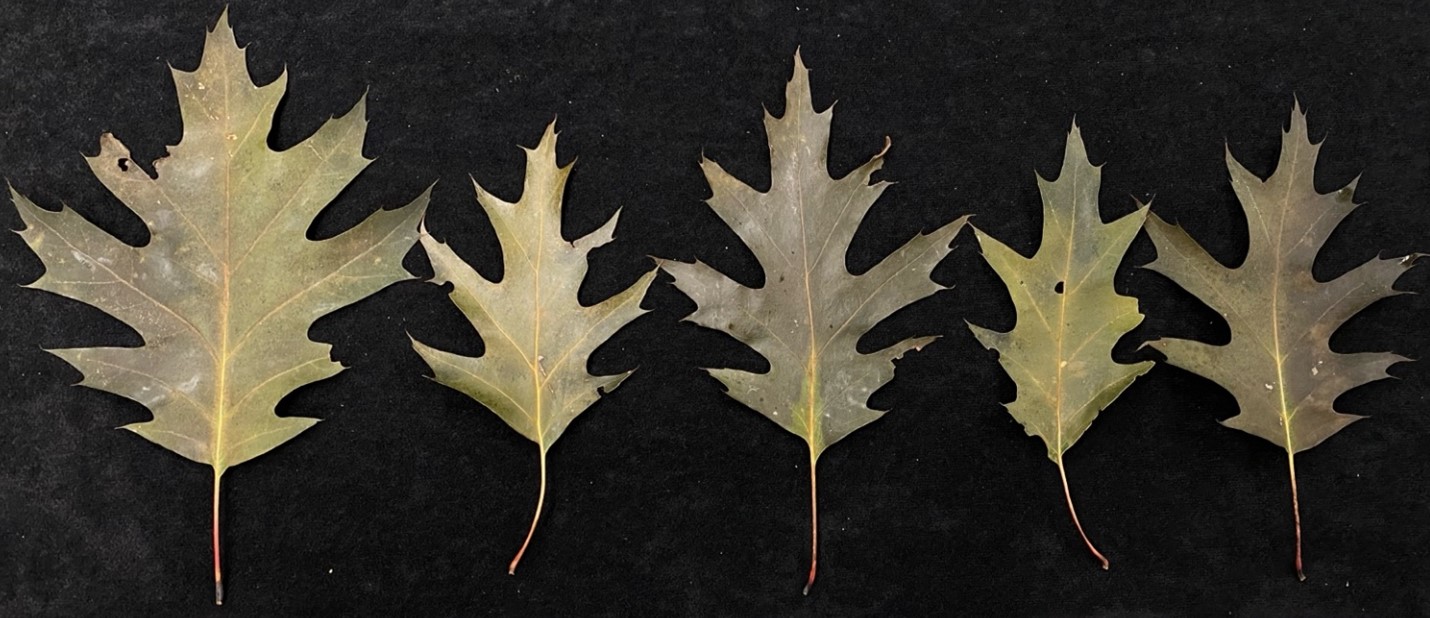 Brown and dry leaves.